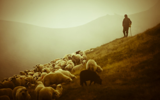 shepherd-sheep-12
